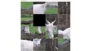 hgmGame-sheep Screenshot 0