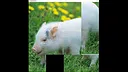 hgmGame-pig Screenshot 1