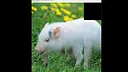 hgmGame-pig Screenshot 0