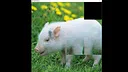 hgmGame-pig Screenshot 2