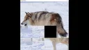 hgmGame-wolf Screenshot 2
