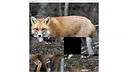 hgmGame-fox Screenshot 3