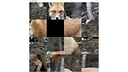 hgmGame-fox Screenshot 1