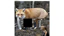 hgmGame-fox Screenshot 2