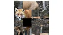 hgmGame-fox Screenshot 0