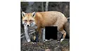 hgmGame-fox Screenshot 4