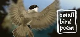 small bird poem