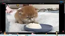 Digital Desktop Cats Screenshot 1