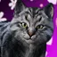 Together Forever icon