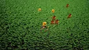 Shotgun Rogue Screenshot 1