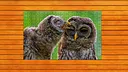 Whispers of Wings Jigsaw Puzzles - Expansion Pack 4 Screenshot 0