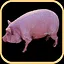 Kind-hearted Chicken icon