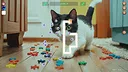 Meow Path 2 Screenshot 4