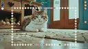 Meow Path 2 Screenshot 7