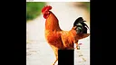 hgmGame-rooster Screenshot 2