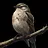 Bird lover