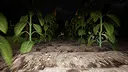 Good Boy The Long Night Screenshot 5