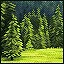Summer Glade icon