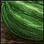 Watermelon icon