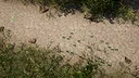 Empire of the Insects Screenshot 3
