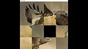 hgmGame-eagle Screenshot 1