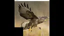 hgmGame-eagle Screenshot 4