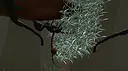 Zombie Ants VR: Definitive Edition Screenshot 4