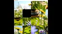 hgmGame-bee Screenshot 3