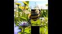 hgmGame-bee Screenshot 0