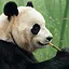 Stay Panda Calm icon