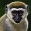 Monkey See Monkey Do icon