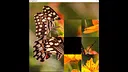 hgmGame-butterfly Screenshot 1