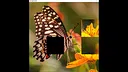 hgmGame-butterfly Screenshot 0