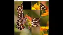 hgmGame-butterfly Screenshot 4