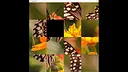 hgmGame-butterfly Screenshot 2