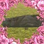 little lost lamb icon