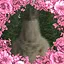 Loyal follower icon