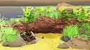 Fish Game - Substrate Variety Pack 1 Screenshot 1