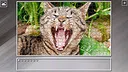 Super Jigsaw Puzzle: Generations - Cats 3 Screenshot 1