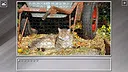 Super Jigsaw Puzzle: Generations - Cats 3 Screenshot 10