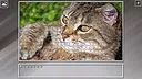 Super Jigsaw Puzzle: Generations - Cats 3 Screenshot 21