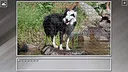 Super Jigsaw Puzzle: Generations - Dogs 3 Screenshot 2