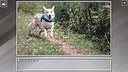 Super Jigsaw Puzzle: Generations - Dogs 3 Screenshot 4