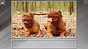 Super Jigsaw Puzzle: Generations - Dogs 3 Screenshot 6