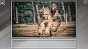 Super Jigsaw Puzzle: Generations - Dogs 3 Screenshot 14