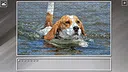 Super Jigsaw Puzzle: Generations - Dogs 3 Screenshot 17