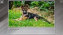 Super Jigsaw Puzzle: Generations - Dogs 3 Screenshot 16