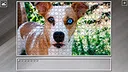 Super Jigsaw Puzzle: Generations - Dogs 3 Screenshot 13