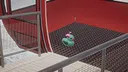Placid Plastic Ducklings Screenshot 3