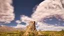 Stump Simulator 2 Screenshot 5